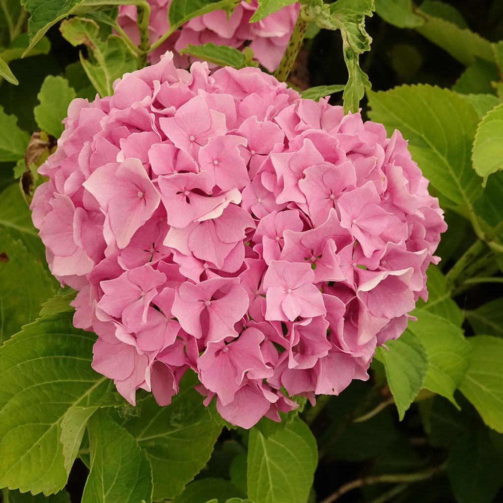 Hortensia - Hydrangea macrophylla Renate Steiniger