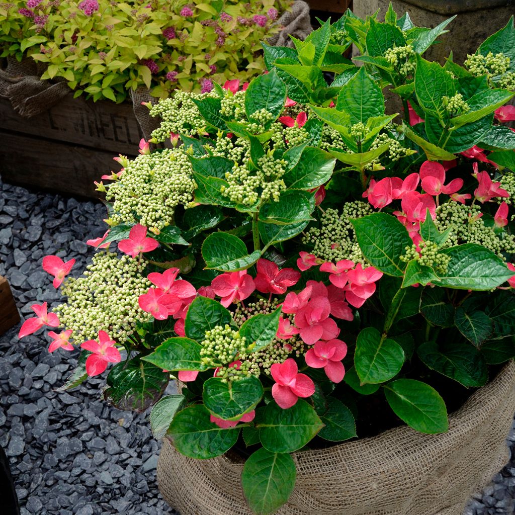 Hortensia - Hydrangea macrophylla Rotschwanz 