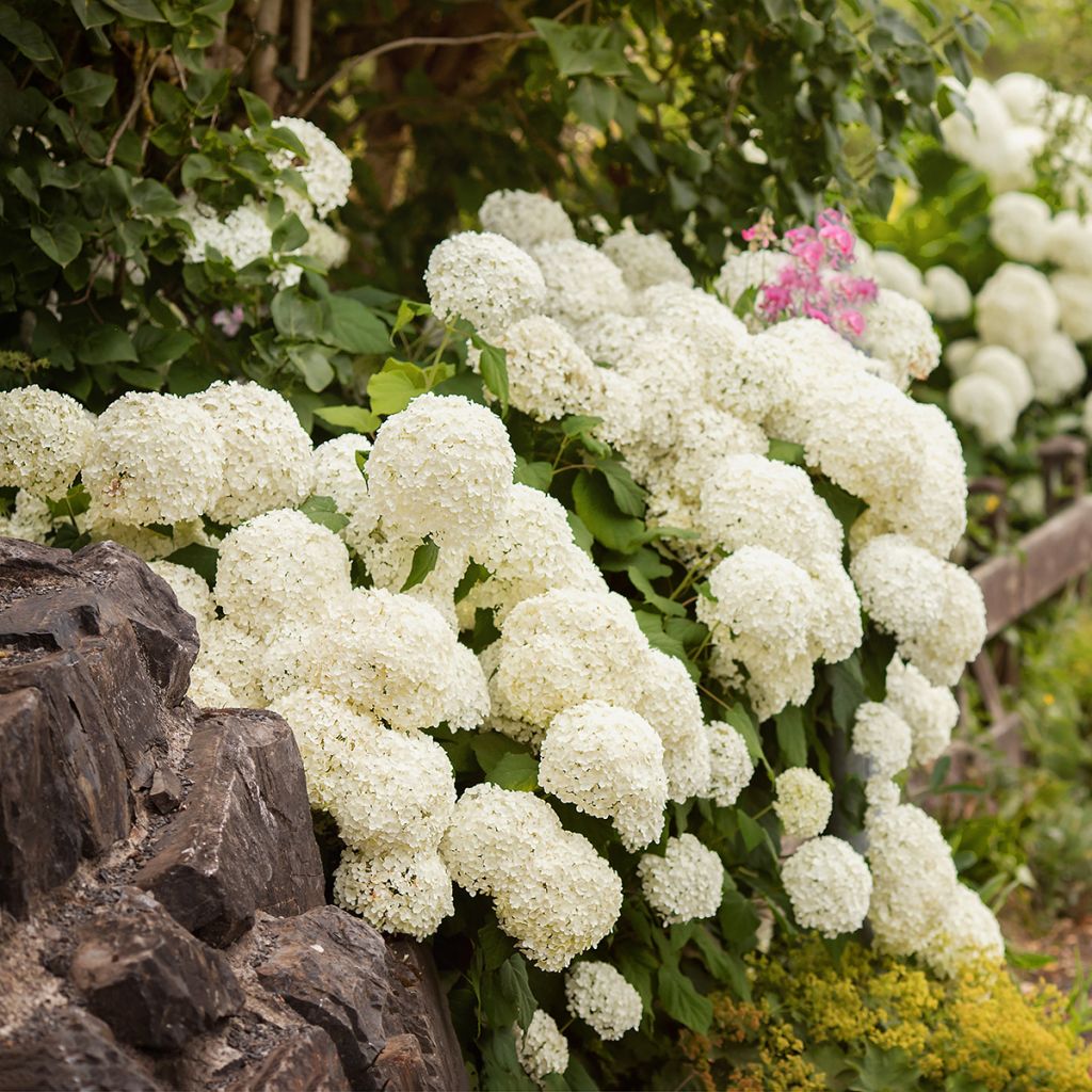 Hortensia - Hydrangea macrophylla Schneeball