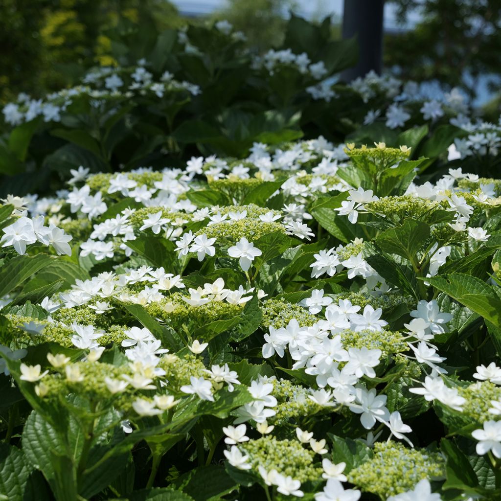 Hortensia - Hydrangea macrophylla Wedding Gown