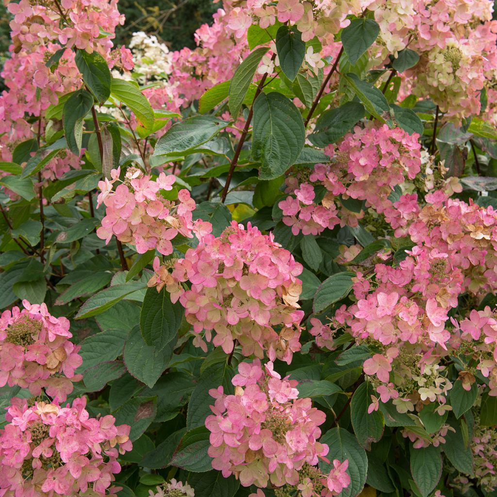 Hortensia - Hydrangea paniculata Pink Diamond