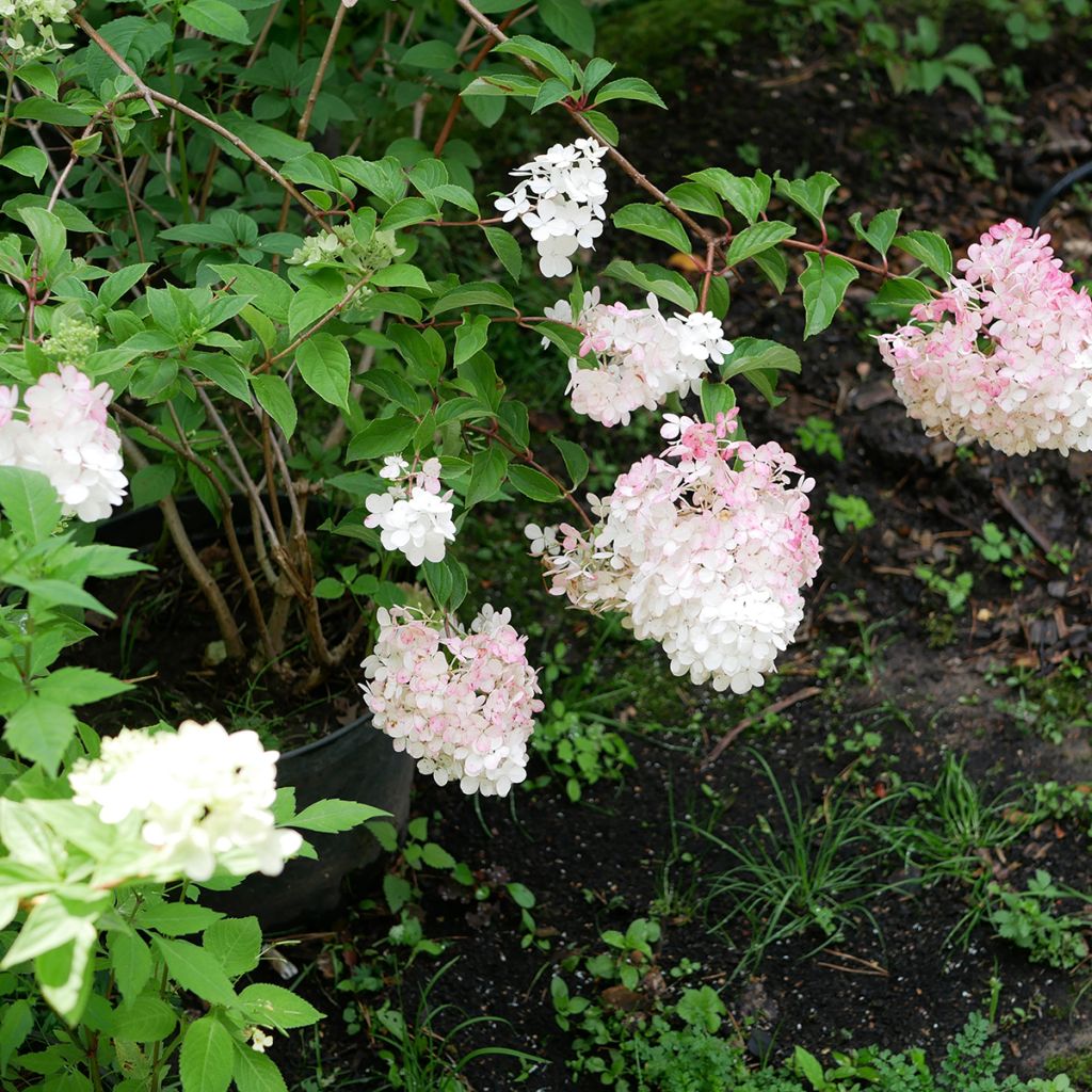 Hortensia - Hydrangea paniculata Pink Diamond