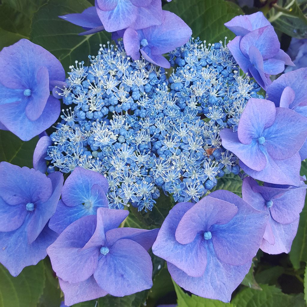 Hortensia - Hydrangea serrata Blue Bird