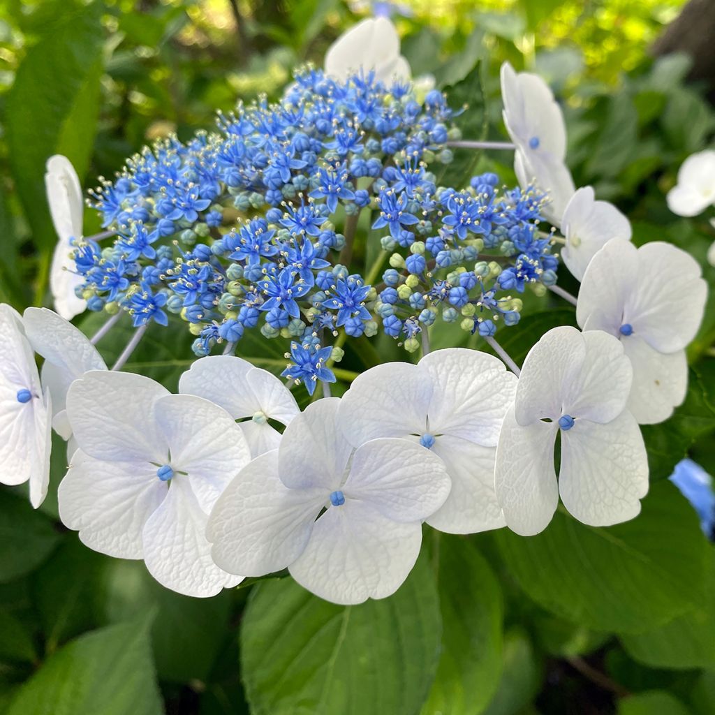 Hortensia - Hydrangea serrata Blue Bird