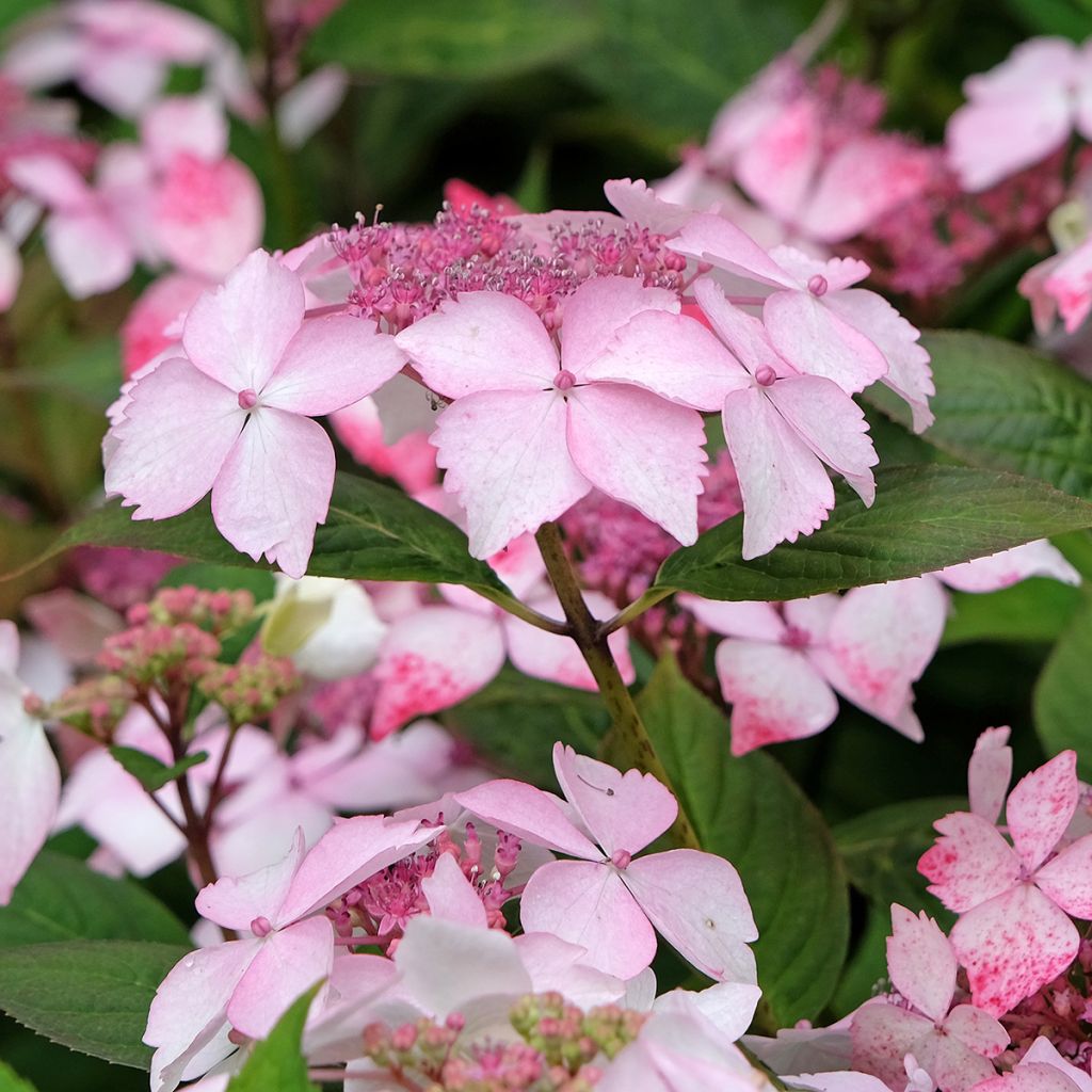 Hortensia - Hydrangea serrata Grayswood