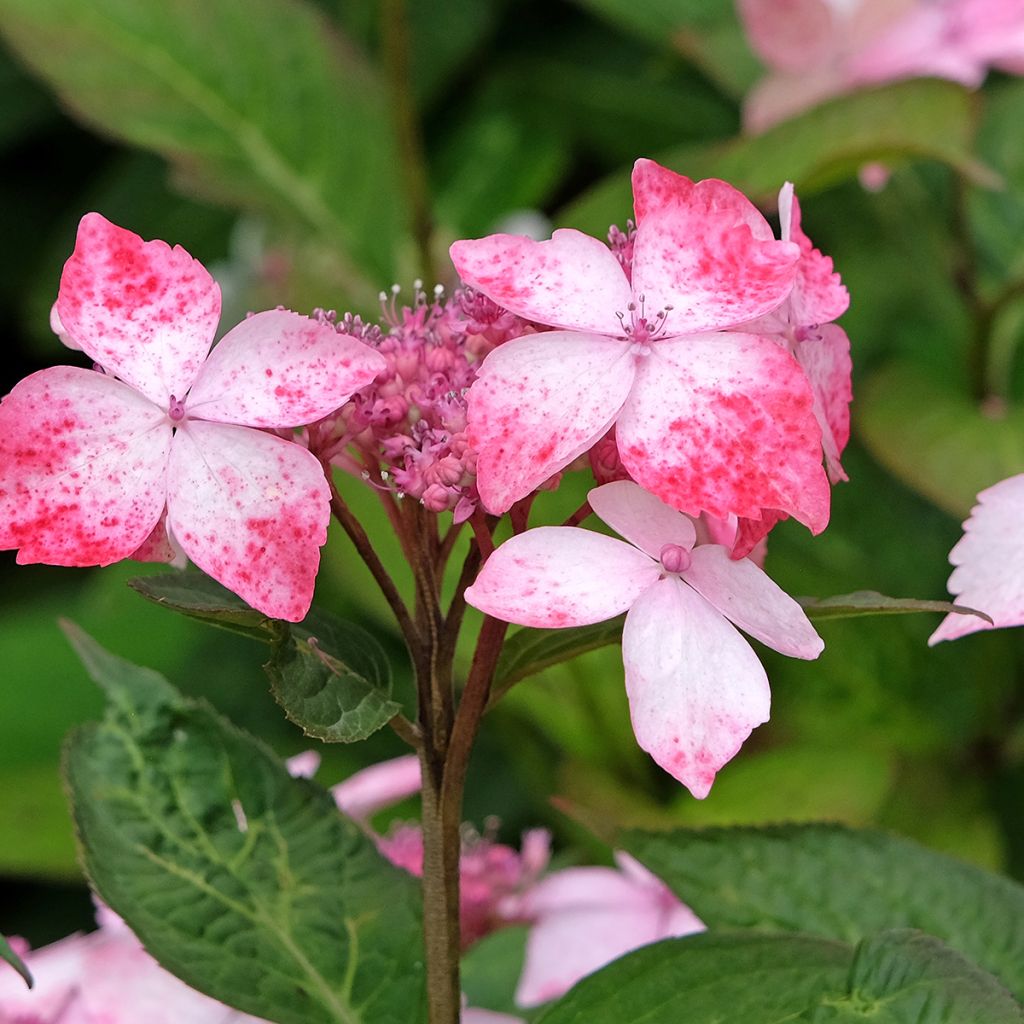 Hortensia - Hydrangea serrata Grayswood