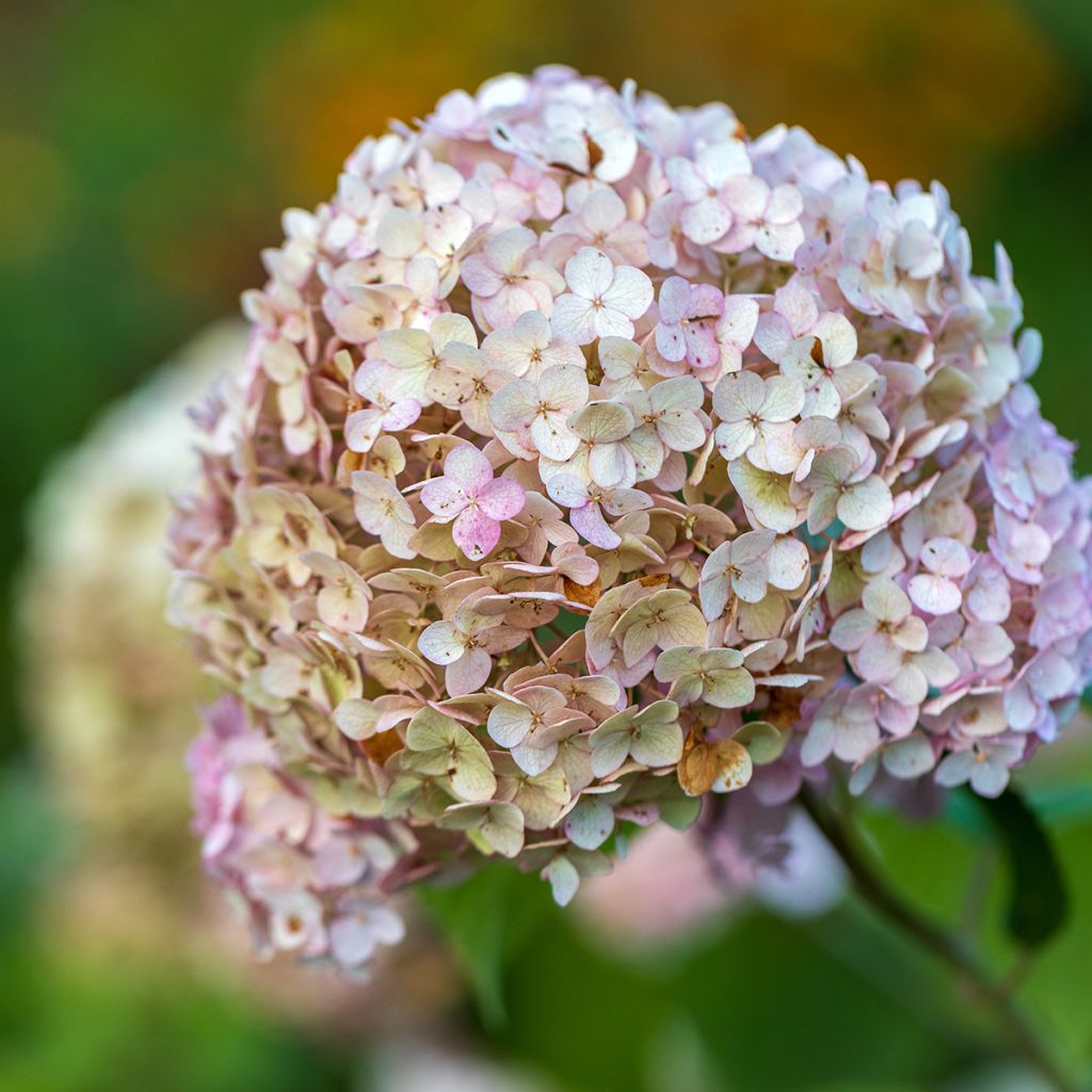Hortensia arborescens Candybelle® Bubblegum