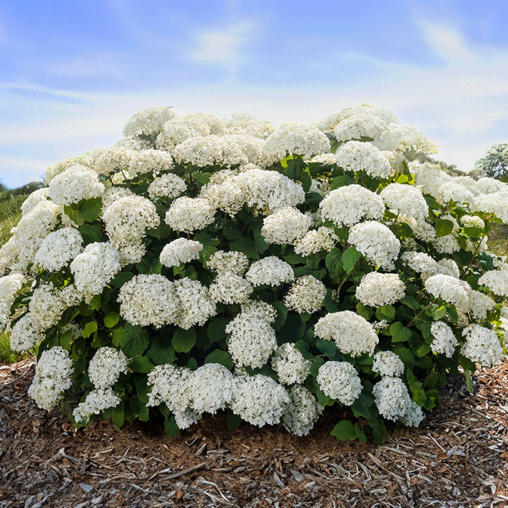 Hortensia arborescens FlowerWOW