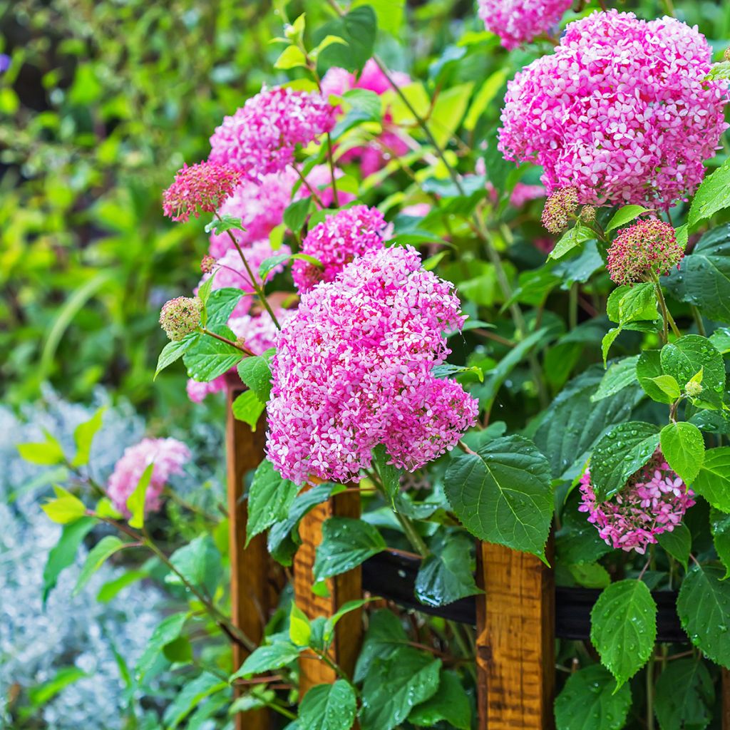 Hortensia arborescens Pink Annabelle ou Invincibelle