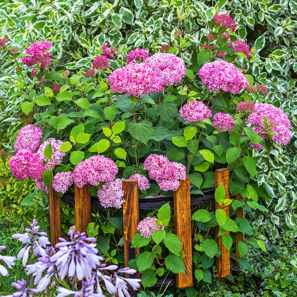 Hortensia arborescens Pink Annabelle ou Invincibelle