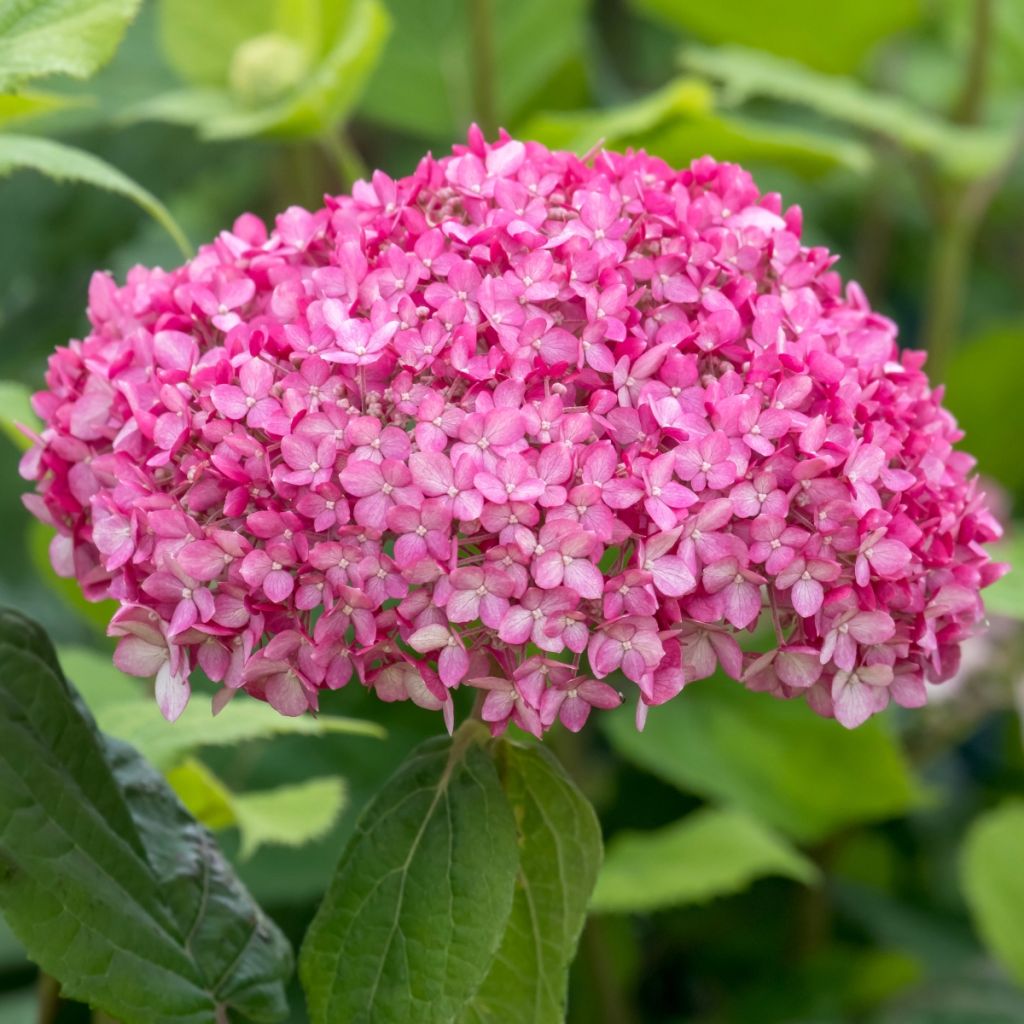 Hortensia arborescens Ruby Annabelle