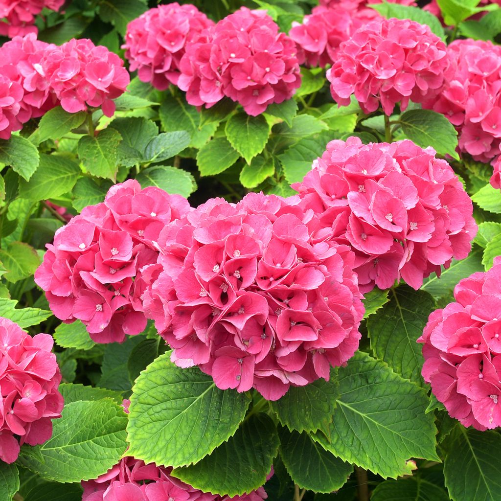 Hortensia macrophylla Alpenglühen