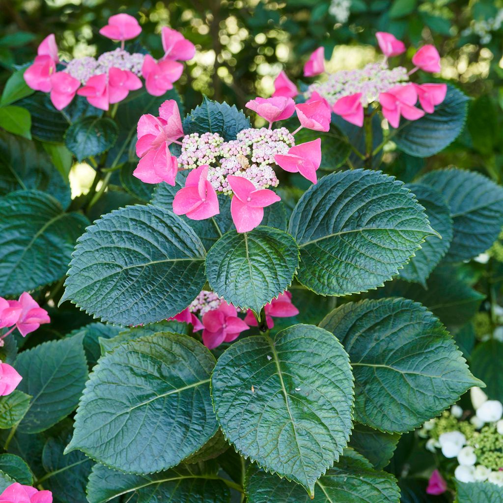 Hortensia macrophylla Teller Red