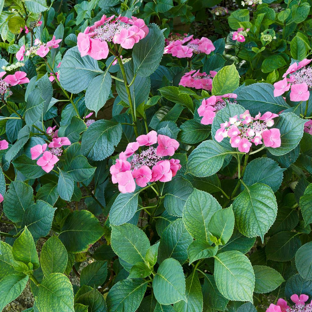 Hortensia macrophylla Teller Red