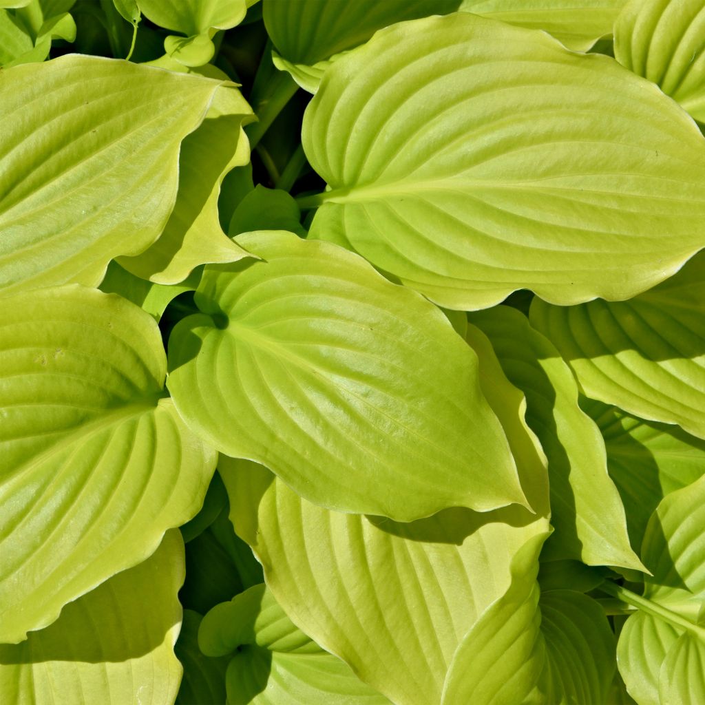 Hosta Auguste Moon