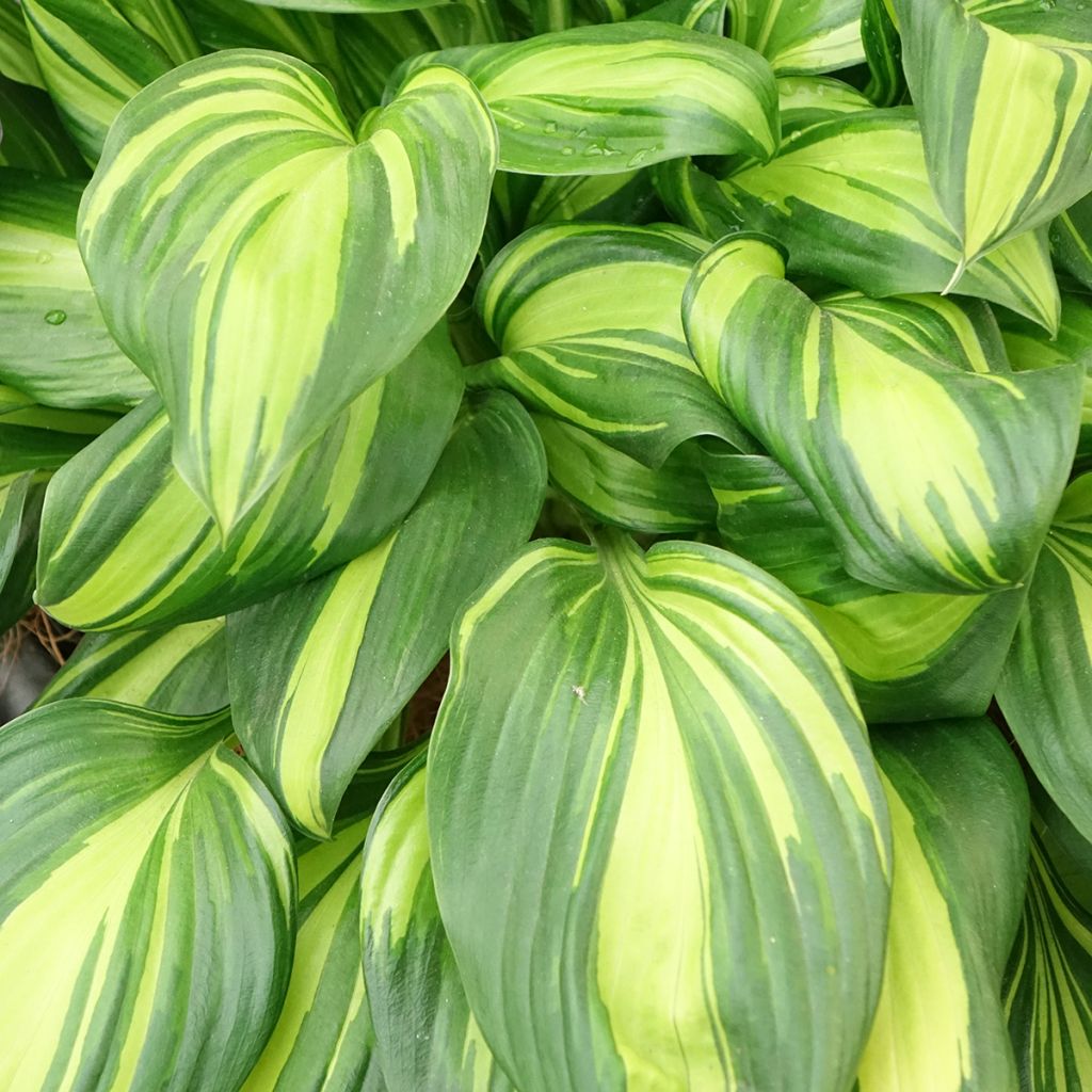 Hosta Rainbows End