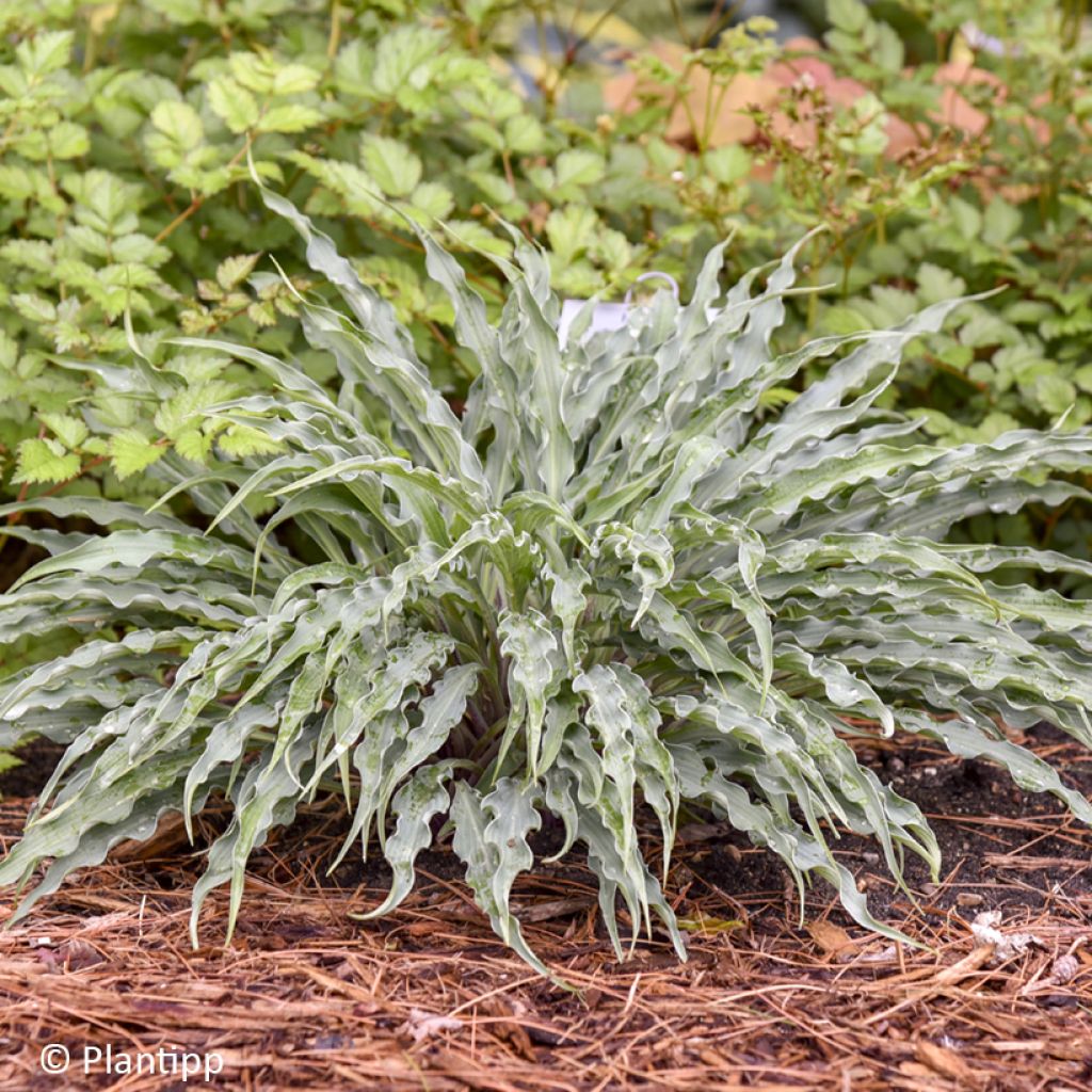Hosta Silly String