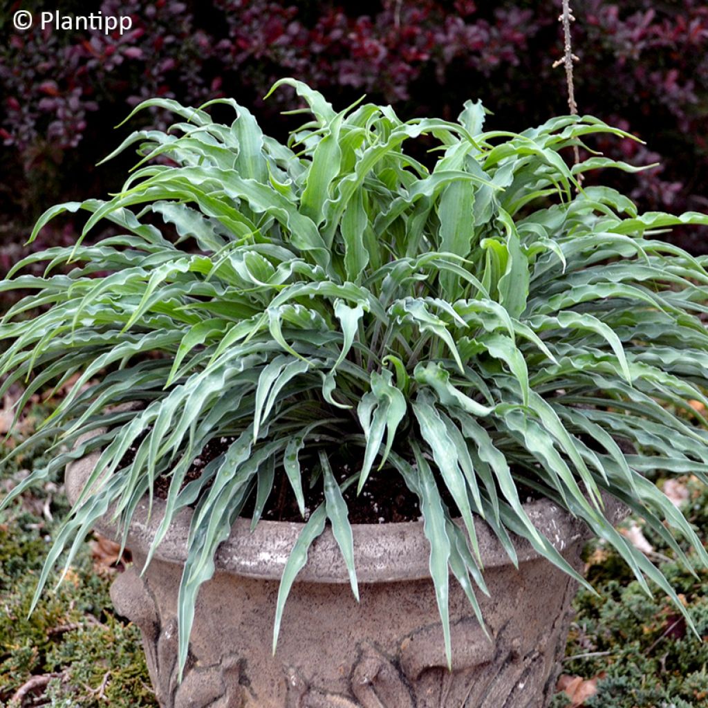 Hosta Silly String