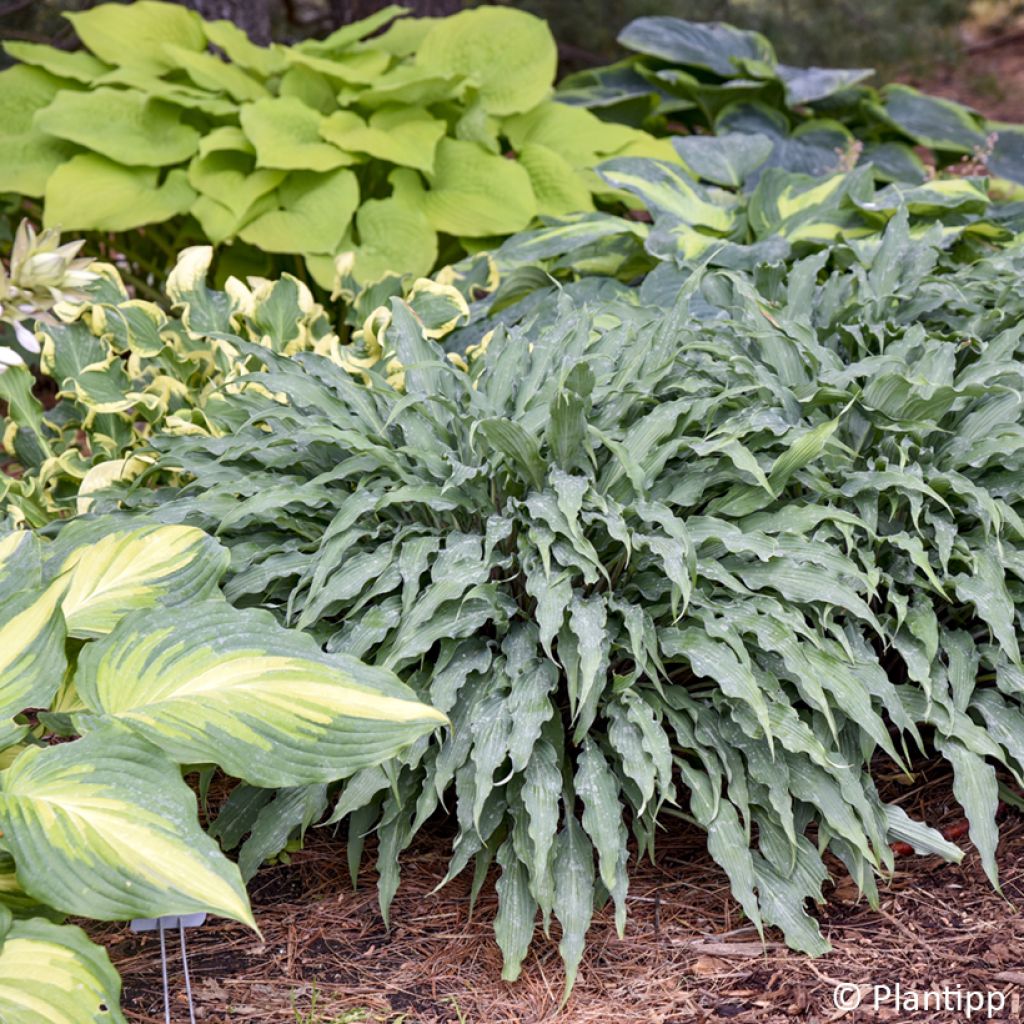 Hosta Silly String