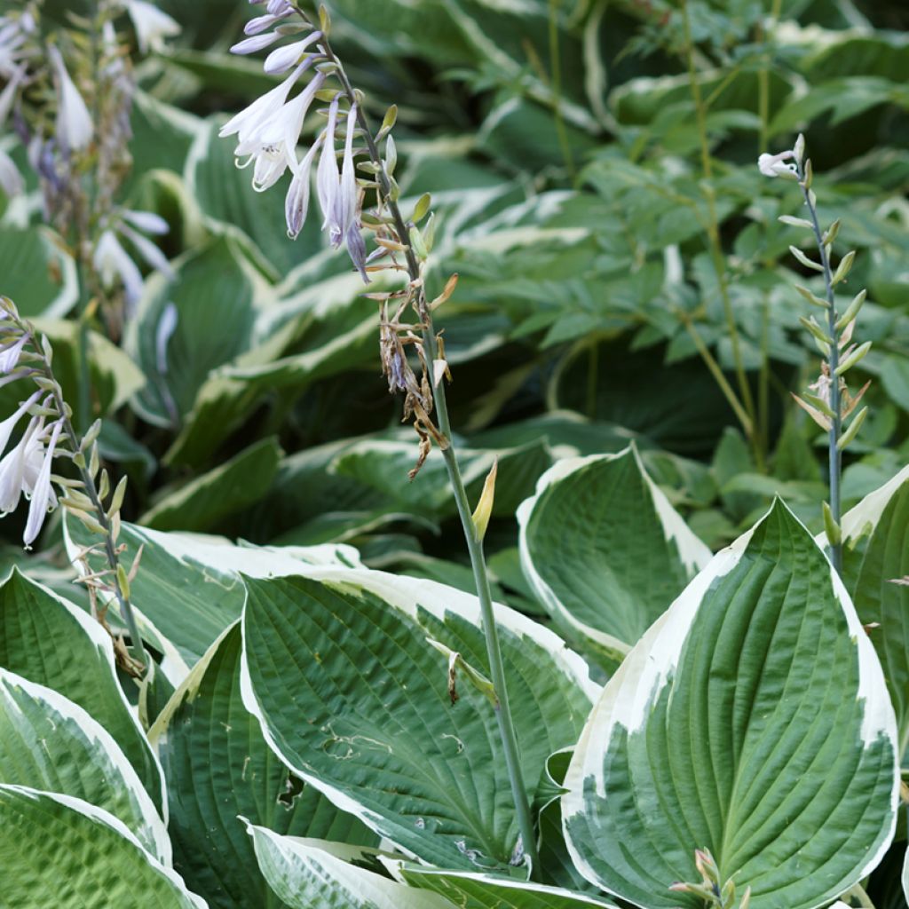 Hosta undulata var albomarginata