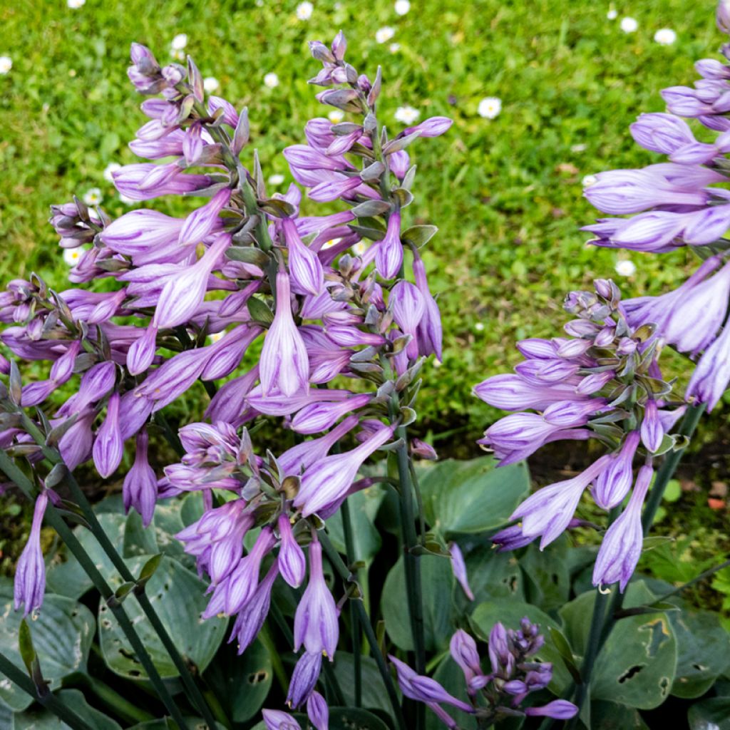 Hosta Blue Cadet