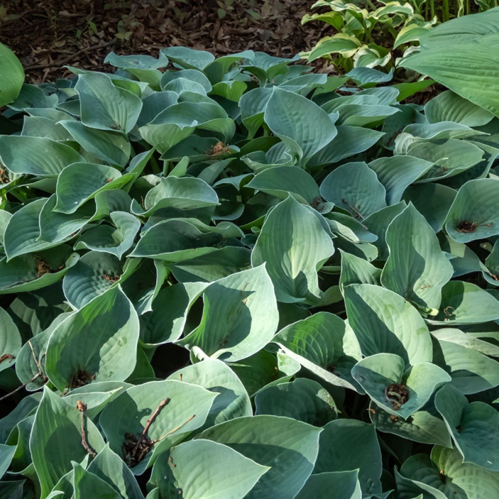 Hosta Blue Cadet