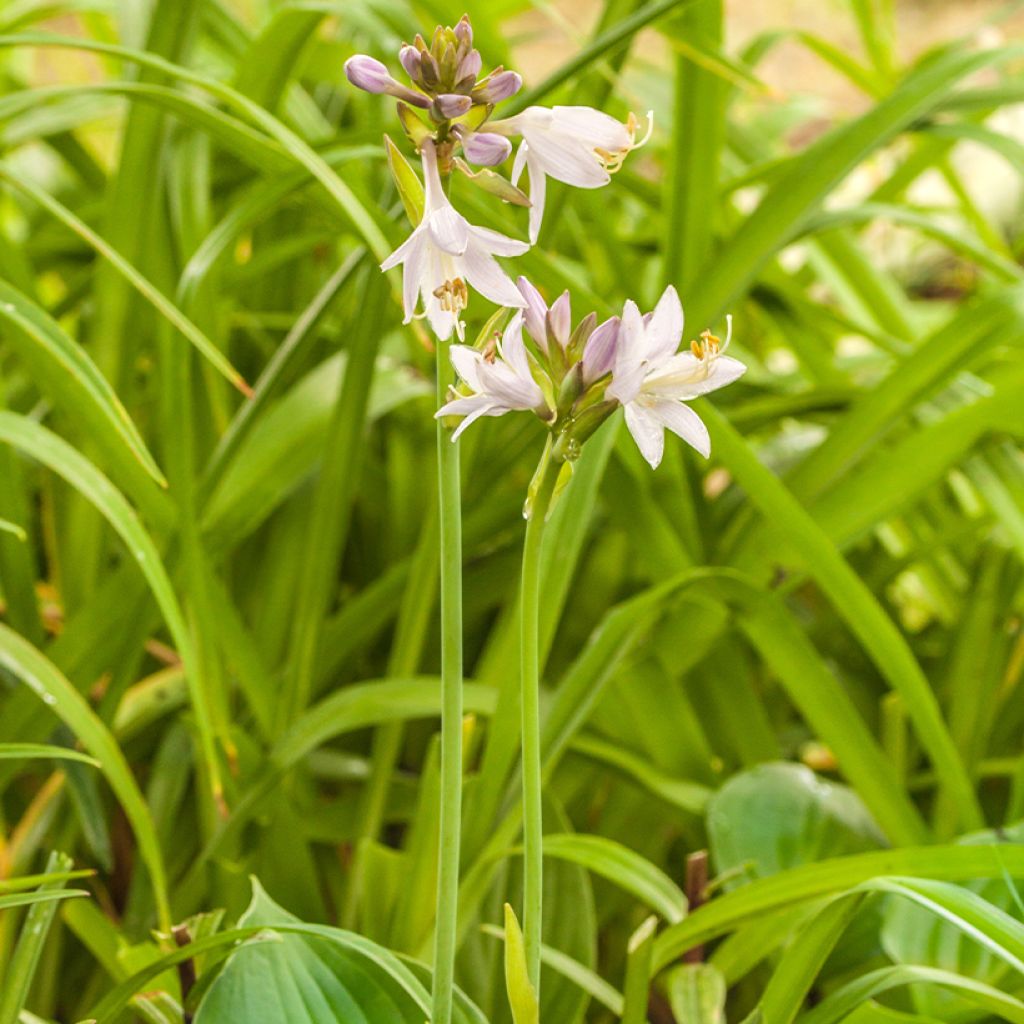 Hosta Blue Cadet