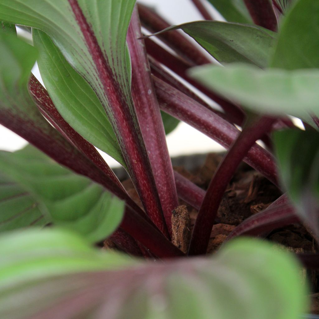 Hosta Red Ninja