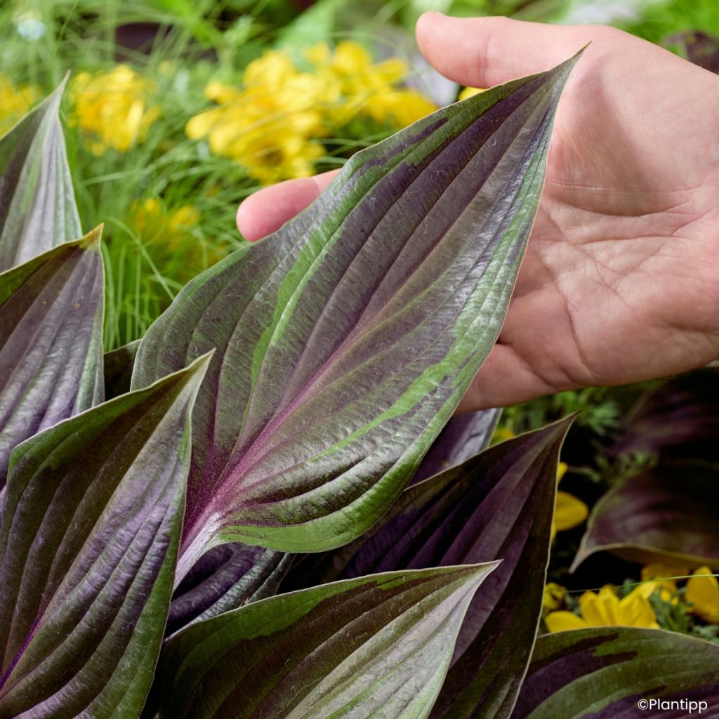 Hosta Red Ninja