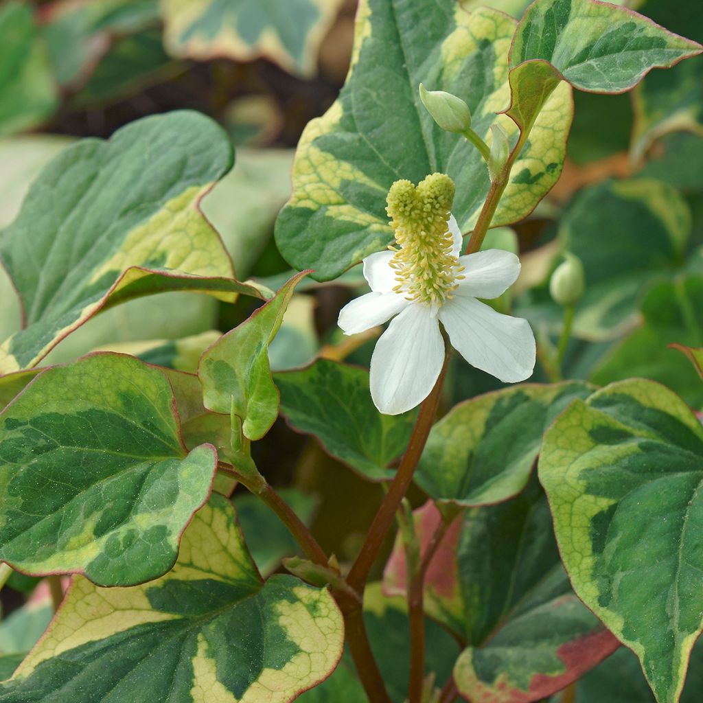 Houttuynia cordata Chameleon