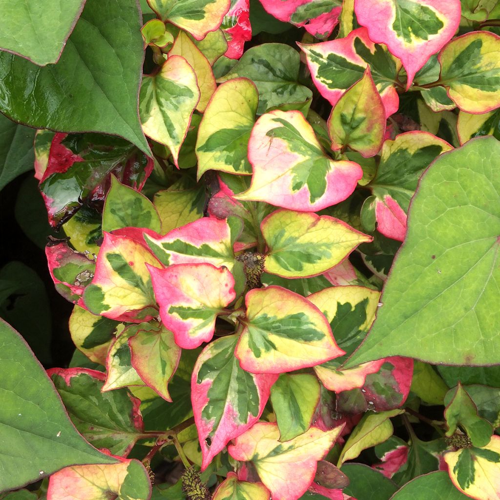 Houttuynia cordata Chameleon