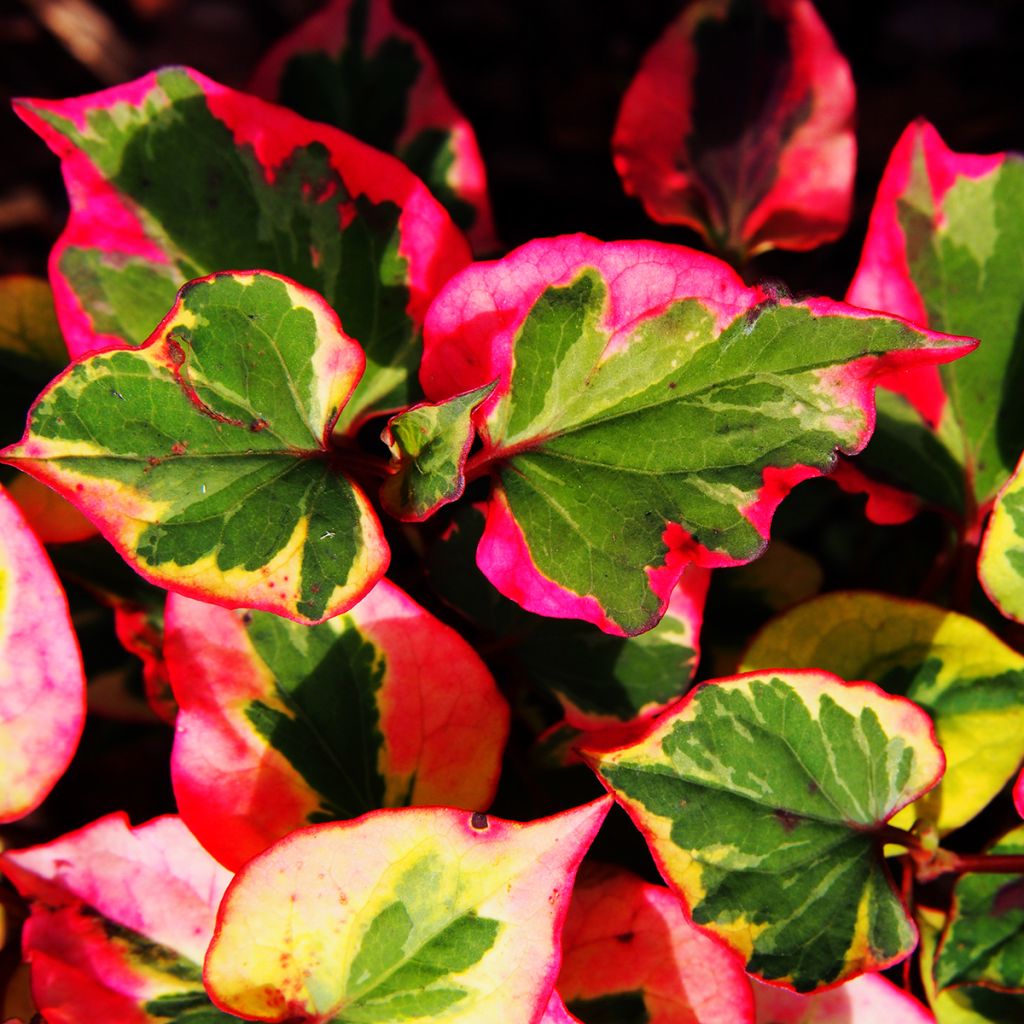 Houttuynia cordata Chameleon