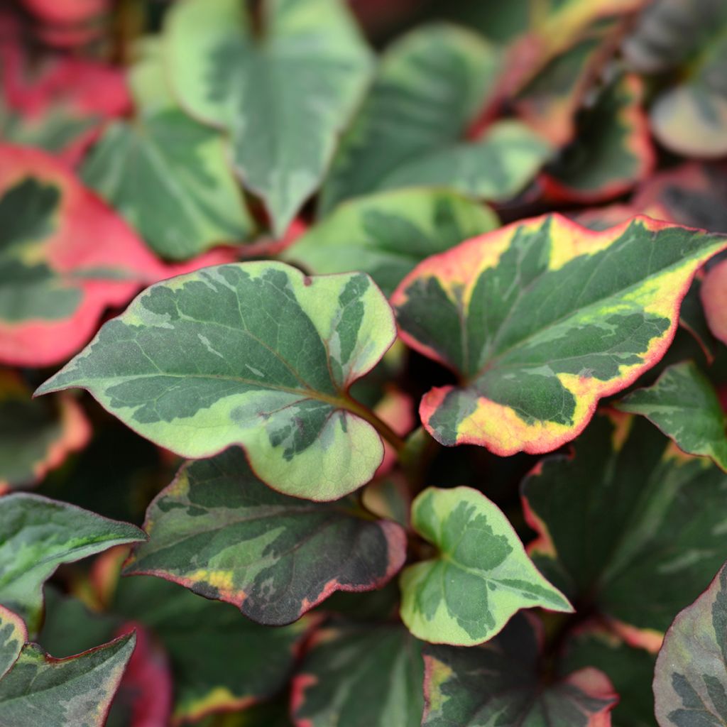 Houttuynia cordata Chameleon