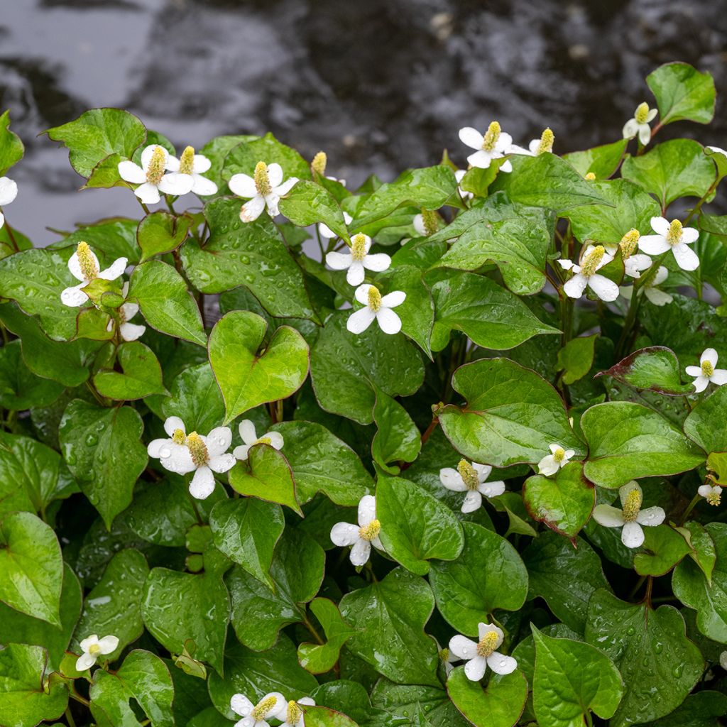 Houttuynia cordata - Coriandre des bois