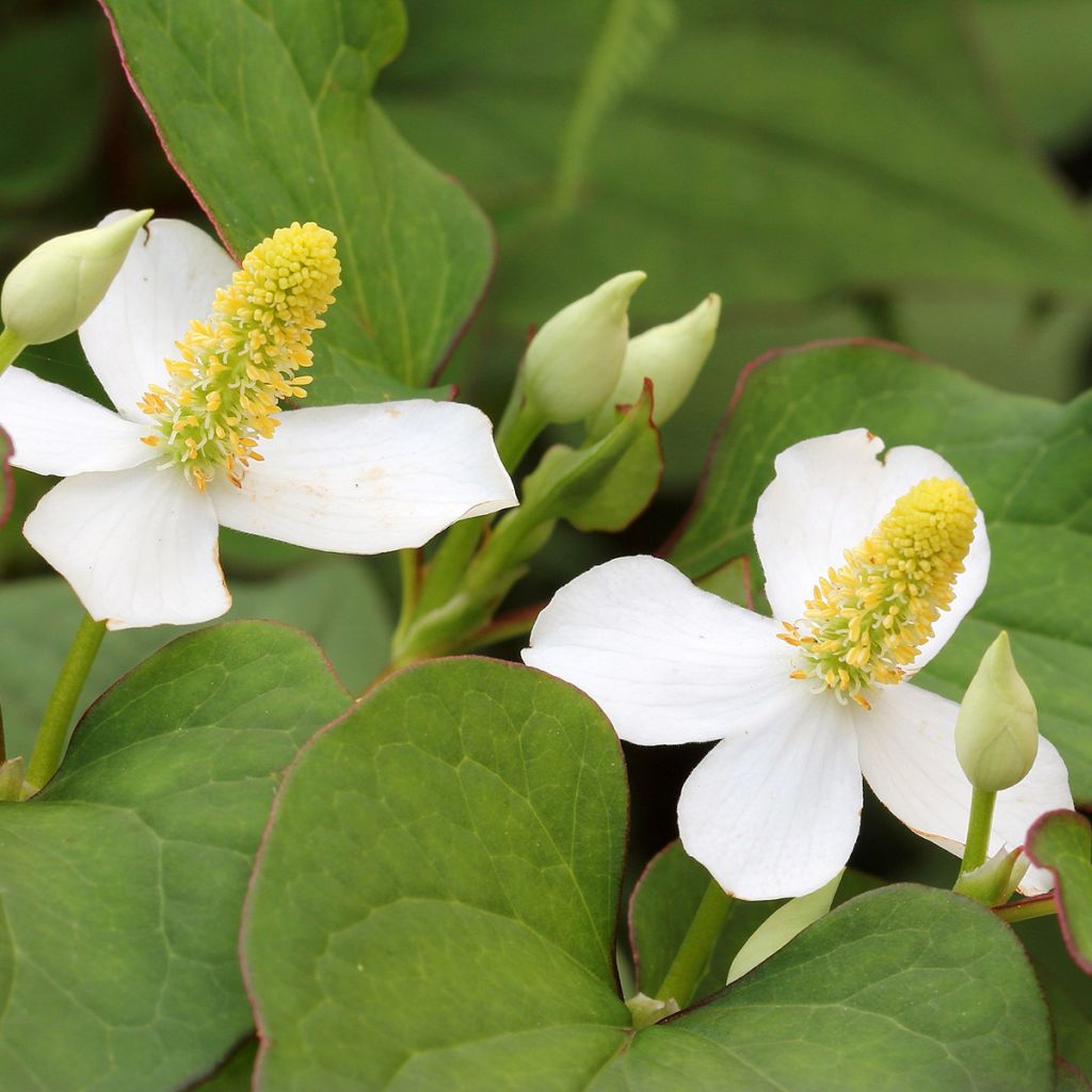 Houttuynia cordata - Coriandre des bois