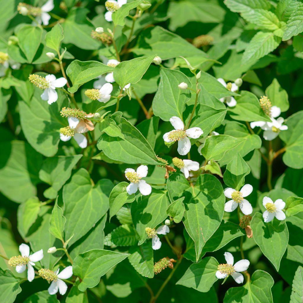 Houttuynia cordata - Coriandre des bois