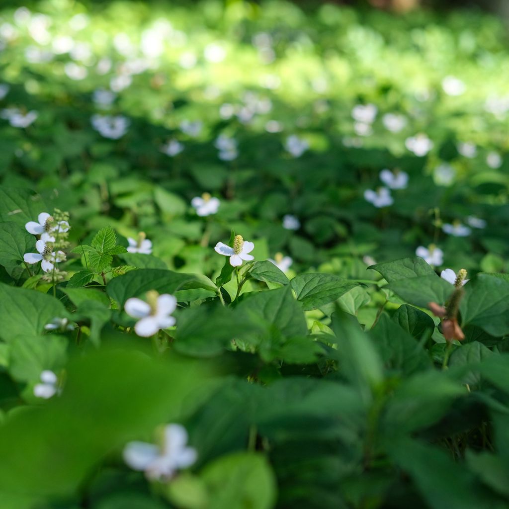 Houttuynia cordata - Coriandre des bois