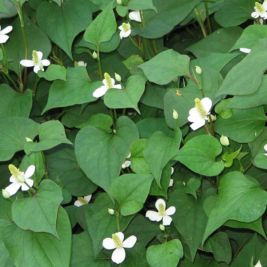 Houttuynia cordata - Coriandre des bois