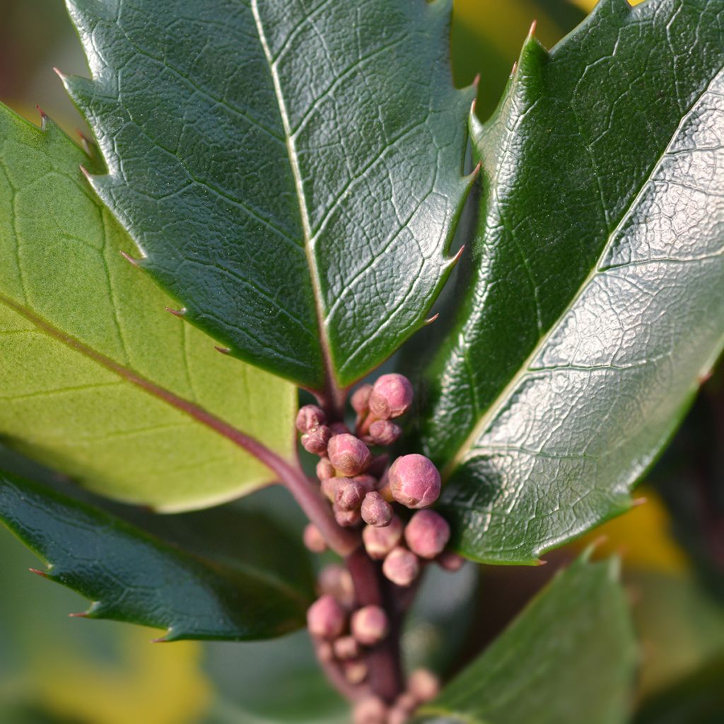 Houx américain - Ilex meserveae Blue Angel