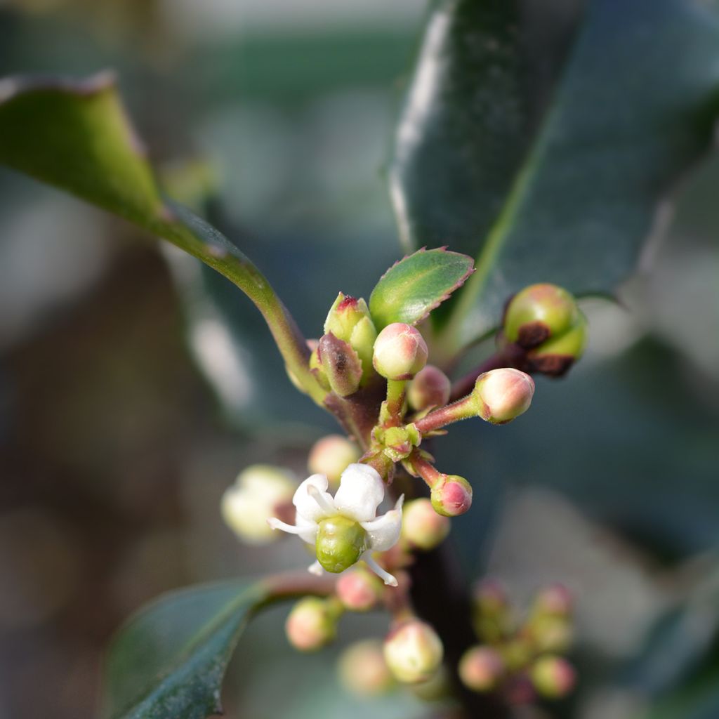 Houx américain - Ilex meserveae Blue Angel