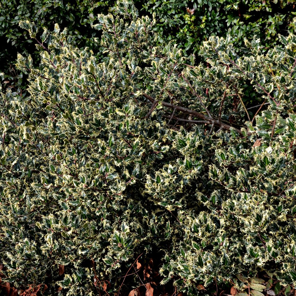 Houx panaché - Ilex aquifolium Argenteomarginata