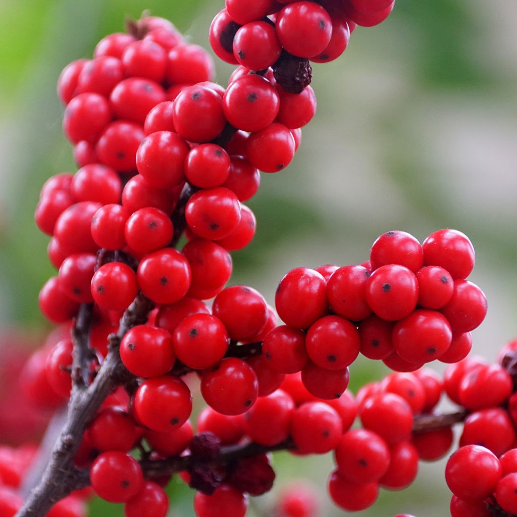 Houx verticillé femelle Maryland Beauty - Ilex verticillata 