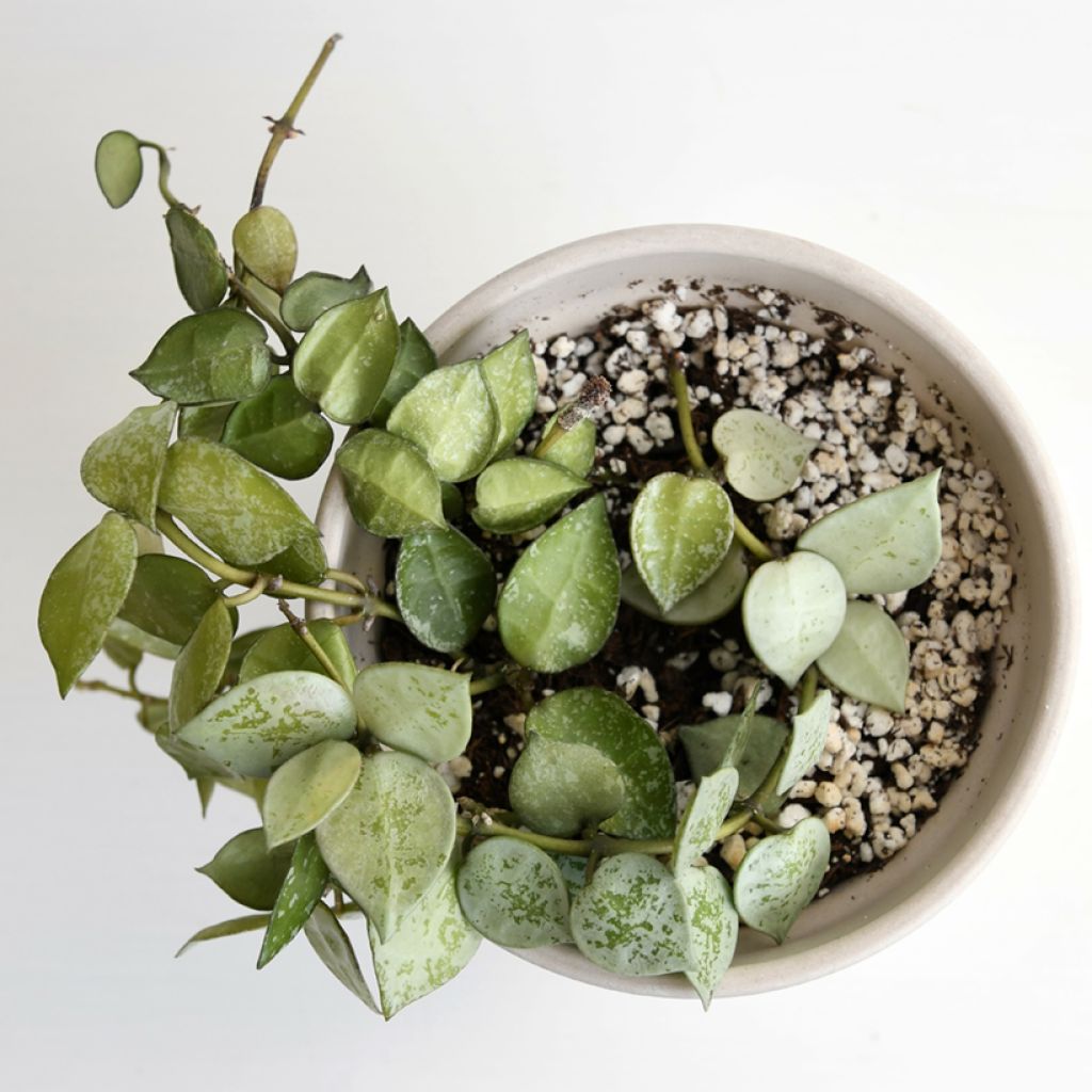 Hoya Eskimo - Fleur de porcelaine