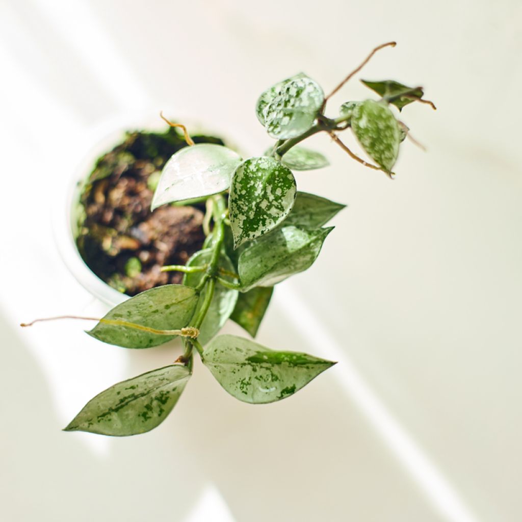 Hoya Eskimo - Fleur de porcelaine