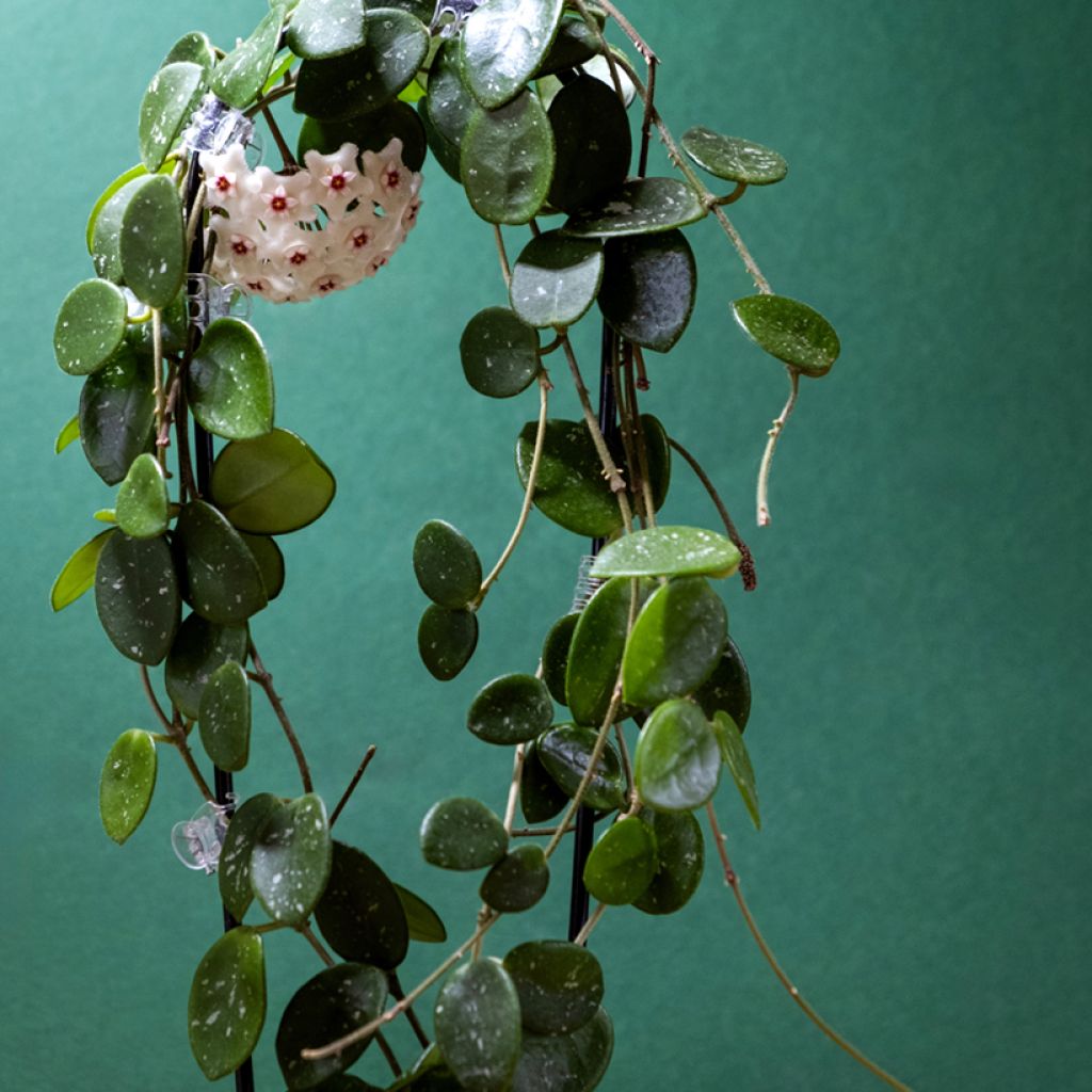 Hoya Mathilde Splash - Fleur de porcelaine