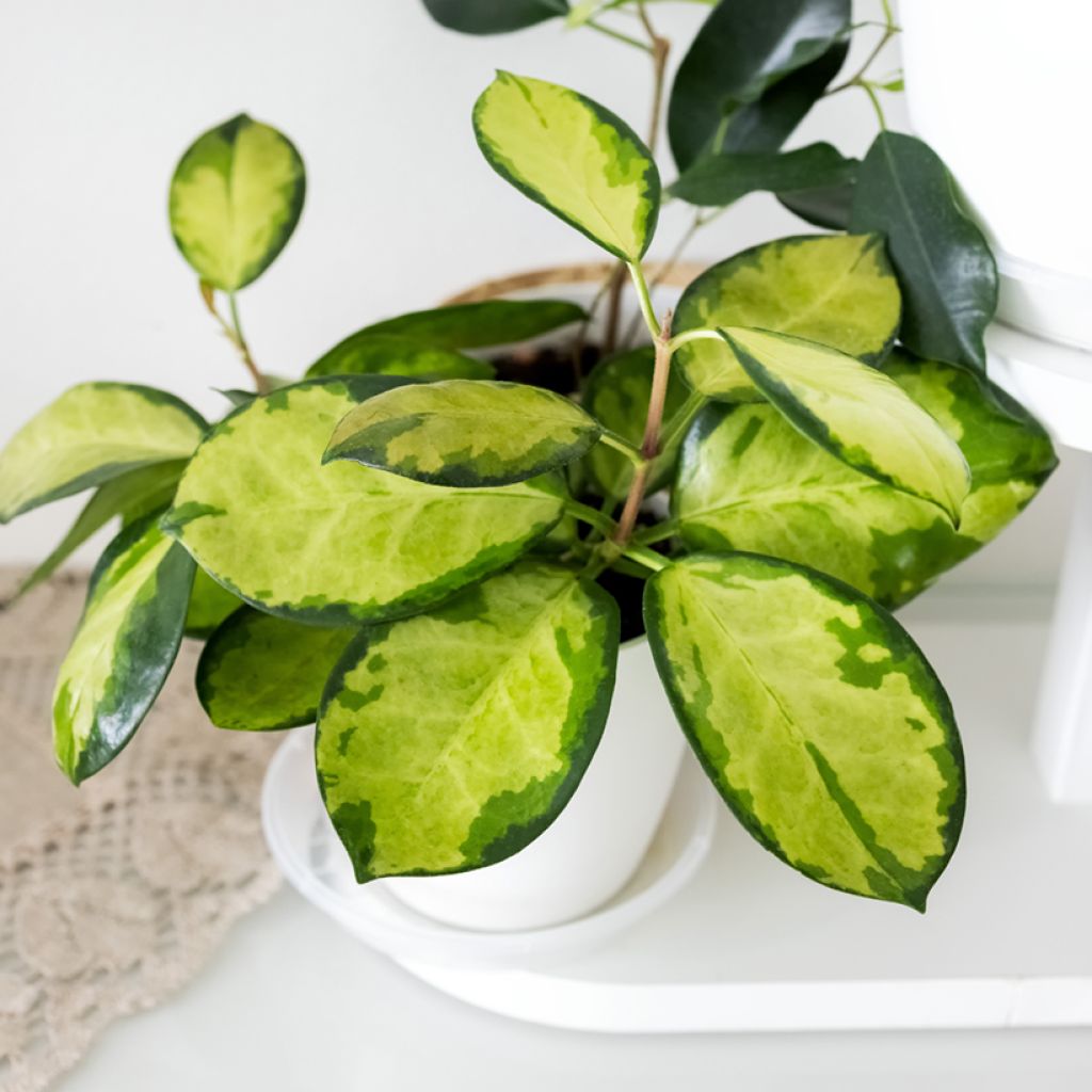 Hoya australis Tricolor - Fleur de porcelaine
