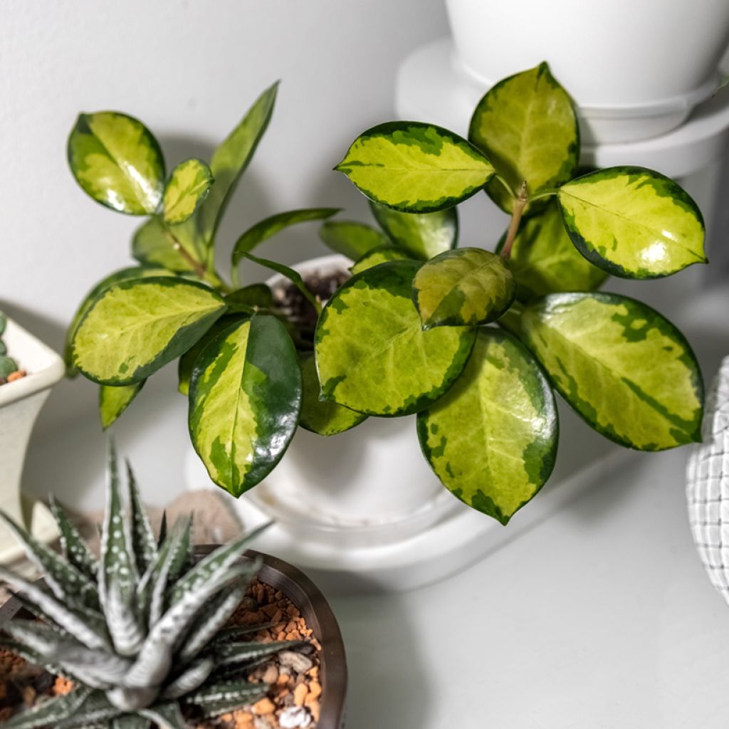 Hoya australis Tricolor - Fleur de porcelaine