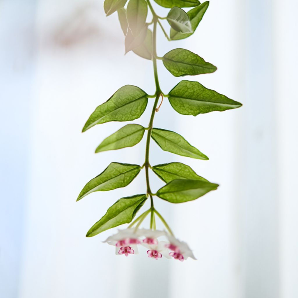 Hoya bella - Fleur de porcelaine