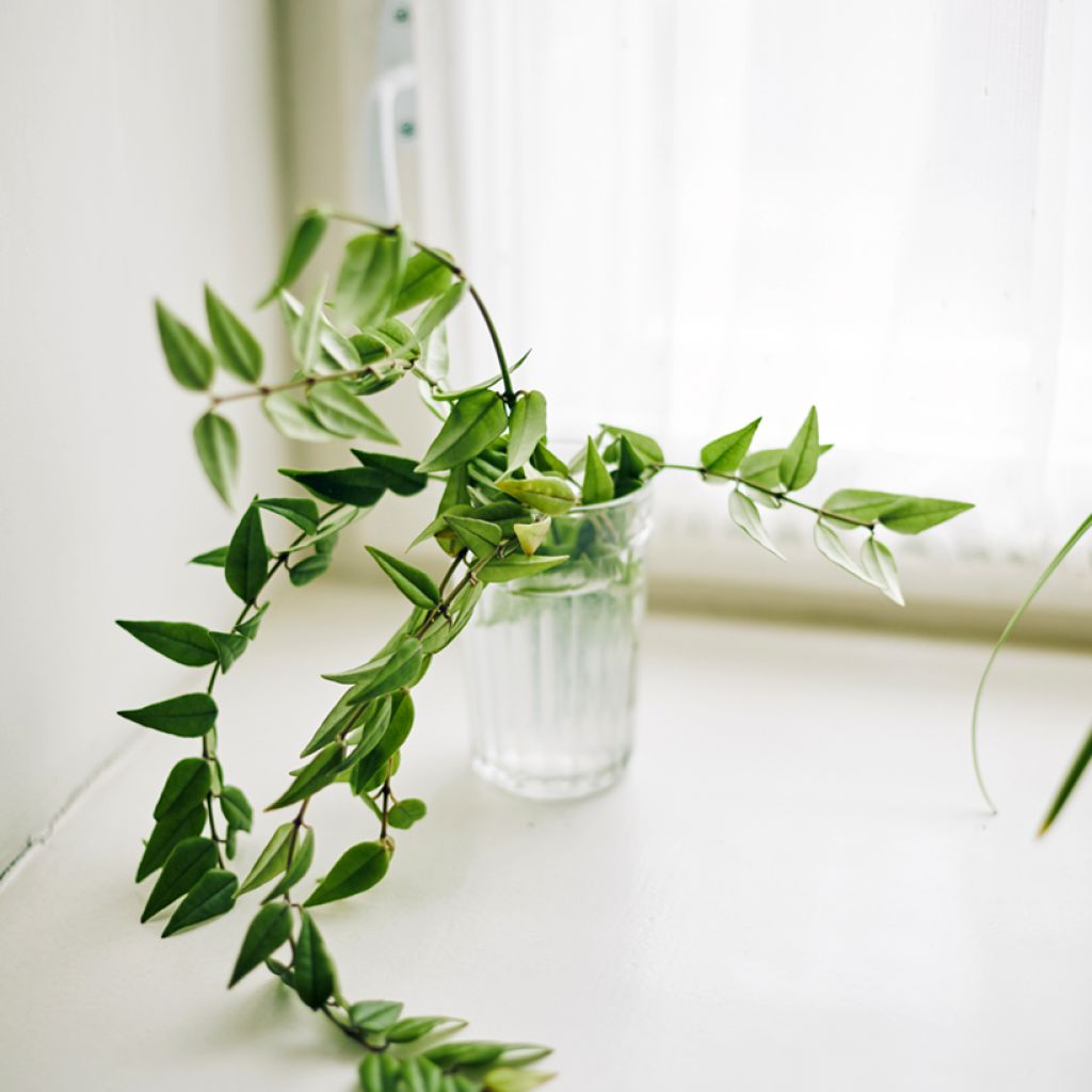 Hoya bella - Fleur de porcelaine