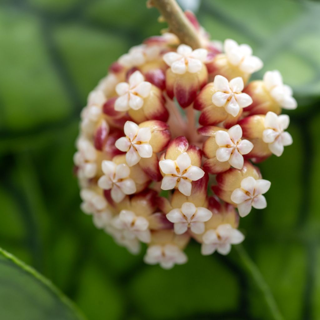 Hoya callistophylla - Fleur de porcelaine